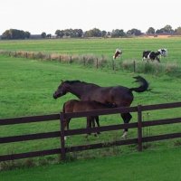 Bed & Breakfast De Hoefijzer
