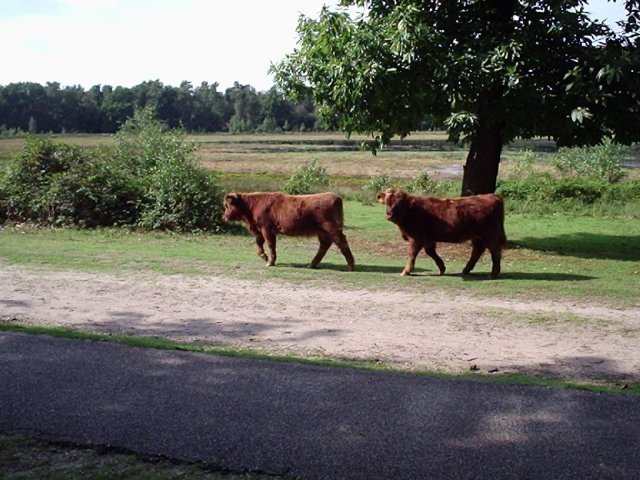 Bed & Breakfast Omgeving Reek